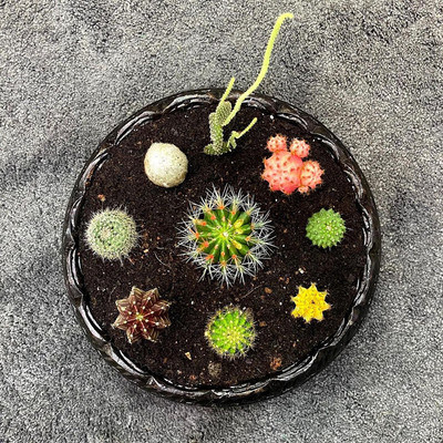 实生仙人球稀有品种桌面多肉植物