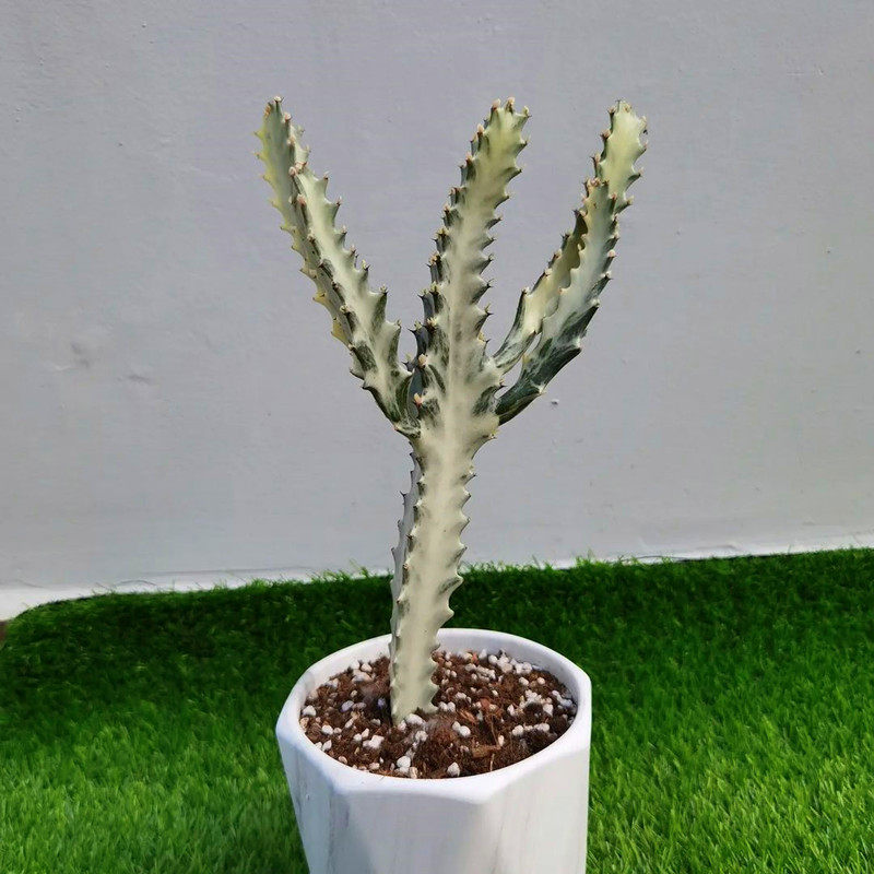 白龙骨大戟科仙人掌类多肉植物仙人柱春峰柱仙人球好养活麒麟绿植