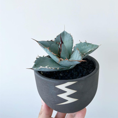 中小型龙舌兰组合盆栽多肉植物