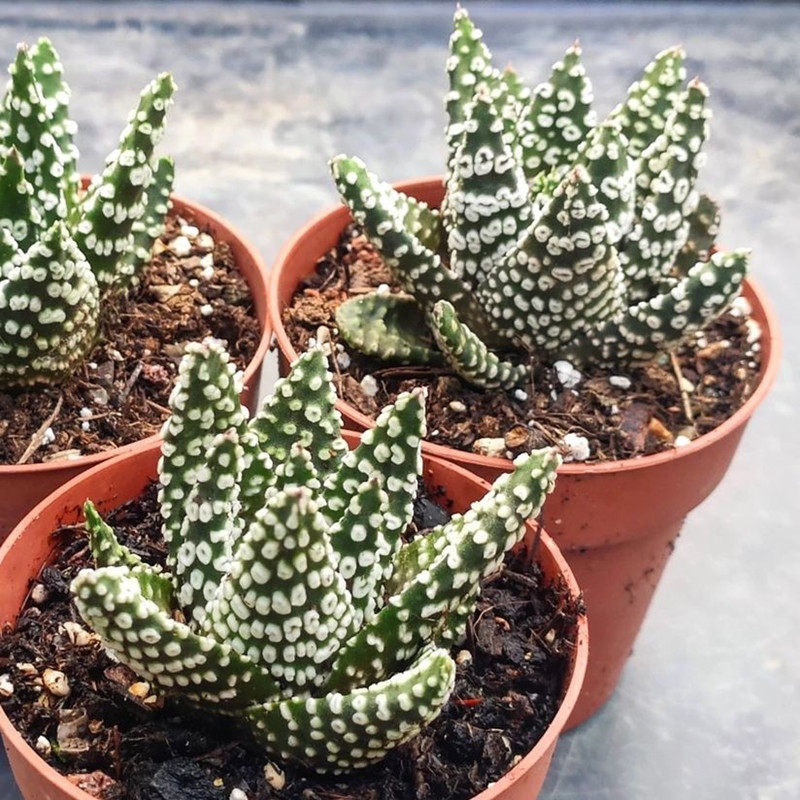 环纹冬之星座甜甜圈 硬叶十二卷绿植多肉植物组合盆栽