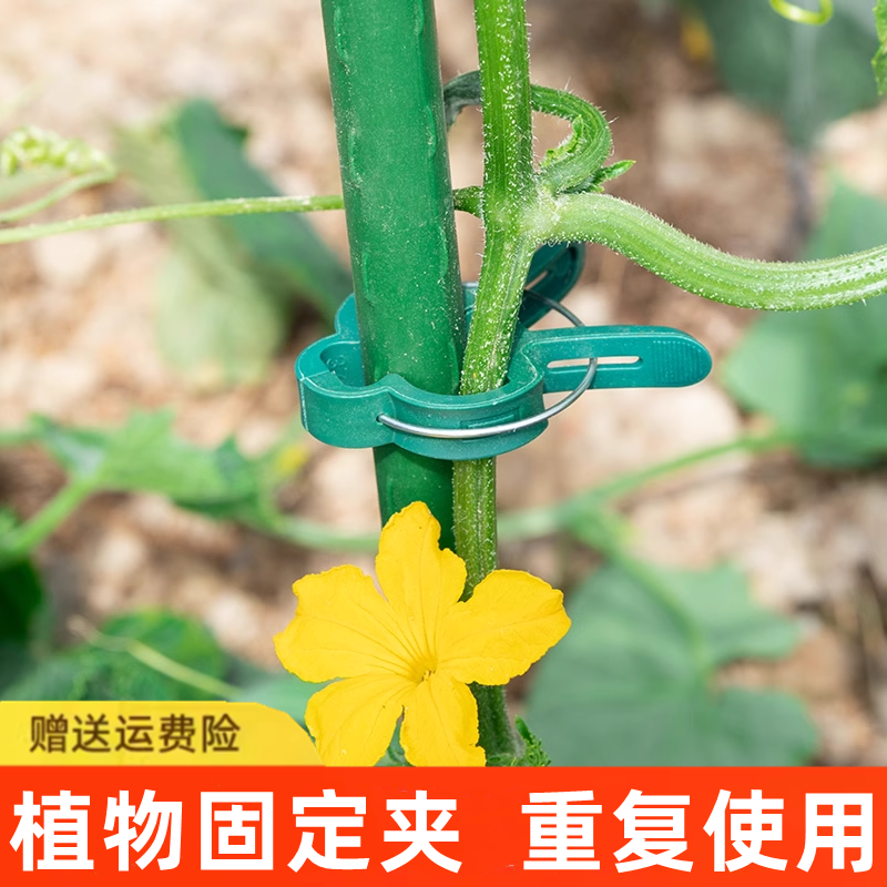 番茄西红柿夹子蝴蝶兰夹子植物园林夹子套装番茄植物夹塑料夹子