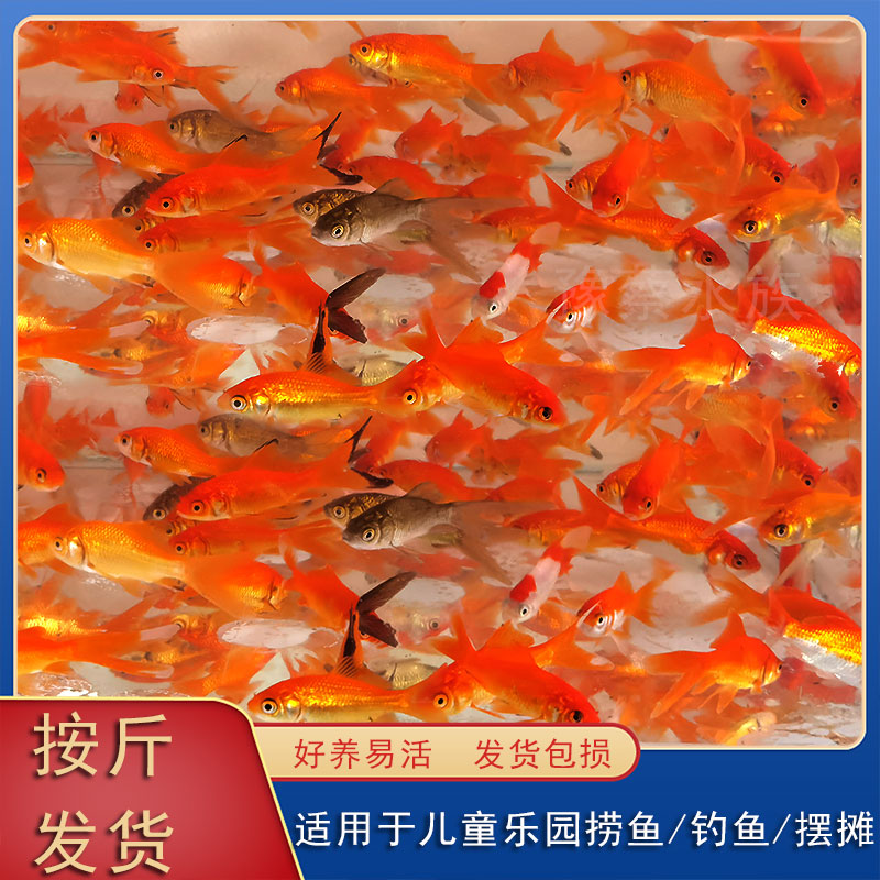 花草鱼黑草鱼红草鱼草金鱼黄金鱼活体鱼锦鲤鱼冷水鱼按斤