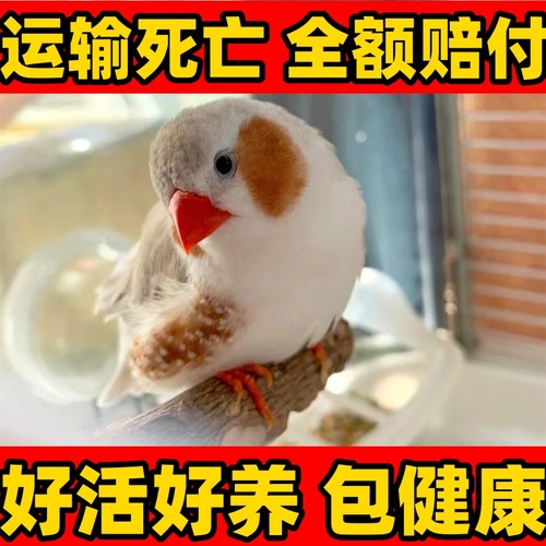 珍珠鸟家养宠物鸟小型观赏鸟