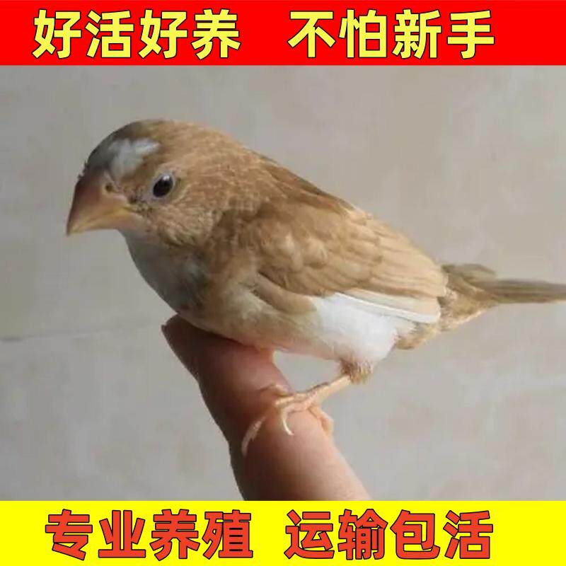 十姐妹驼白花和黑白花可帮鸟
