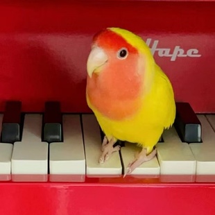 牡丹鹦鹉鸟活体繁殖观赏鸟黄桃绿桃幼鸟雏鸟学说话宠物家养鸟手养