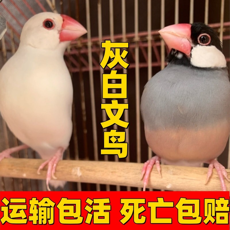 鹦鹉活鸟宠物观赏鸟灰白文鸟珍珠鸟十姐妹小鸟可繁殖易手养可下蛋