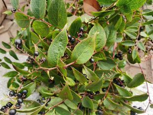 云南生态透骨香中药材滇白珠透骨草全株满山香泡酒泡酒卤料新鲜