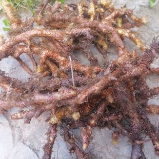 云南骨碎补深山毛姜石岩接骨过山龙中药材包邮爬岩姜新鲜采根部