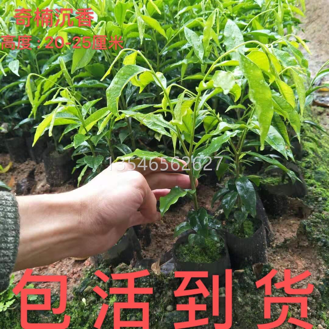 名贵正宗海南奇楠沉香苗木植物金丝楠木降香树苗盆栽地栽原土发货