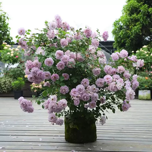 Садовый синий ливень Хайди, поднимая виноградную лозу, четыре сезона, четыре сезона, балкон -двор висят цветочные растения в горшках рассады цветов