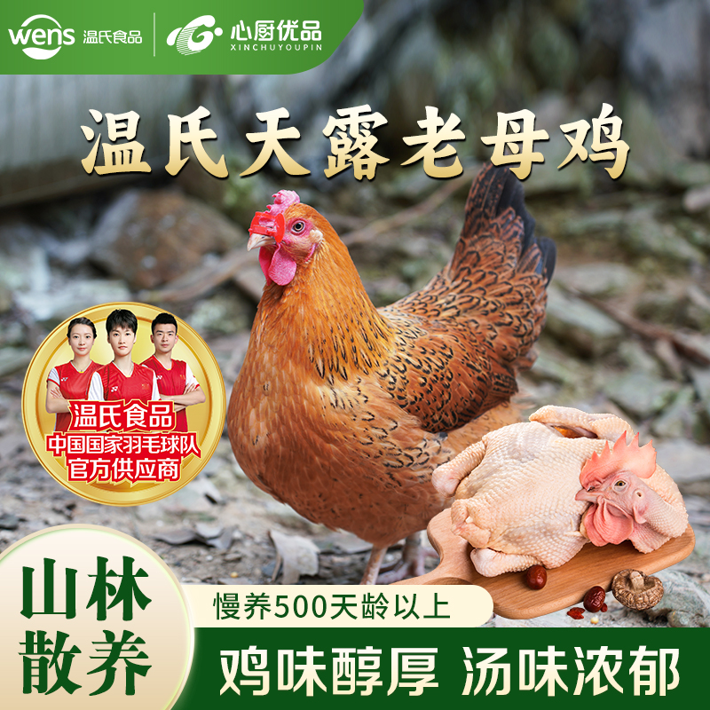 农家散养走地鸡走地老母鸡温氏