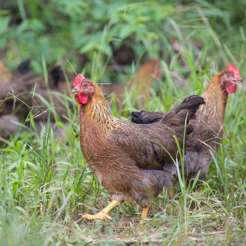 温氏天露凤鲜鸡土麻鸡1000g 农家谷物散养果园土鸡广东土鸡