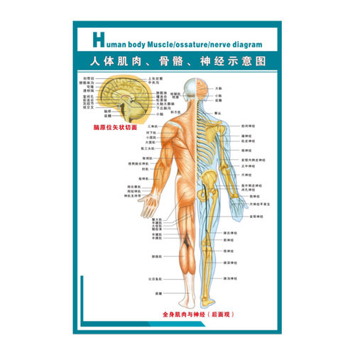 人体肌肉与骨骼图多少钱 人体肌肉与骨骼图价格 小麦优选