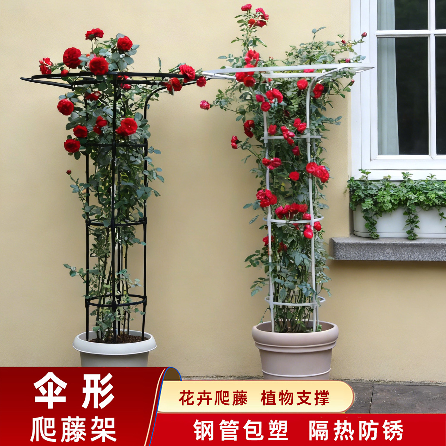 伞形花架月季爬藤支架