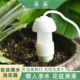 自动滴水浇花器出差旅游家用懒人神器花园植物盆栽滴水渗水器滴灌