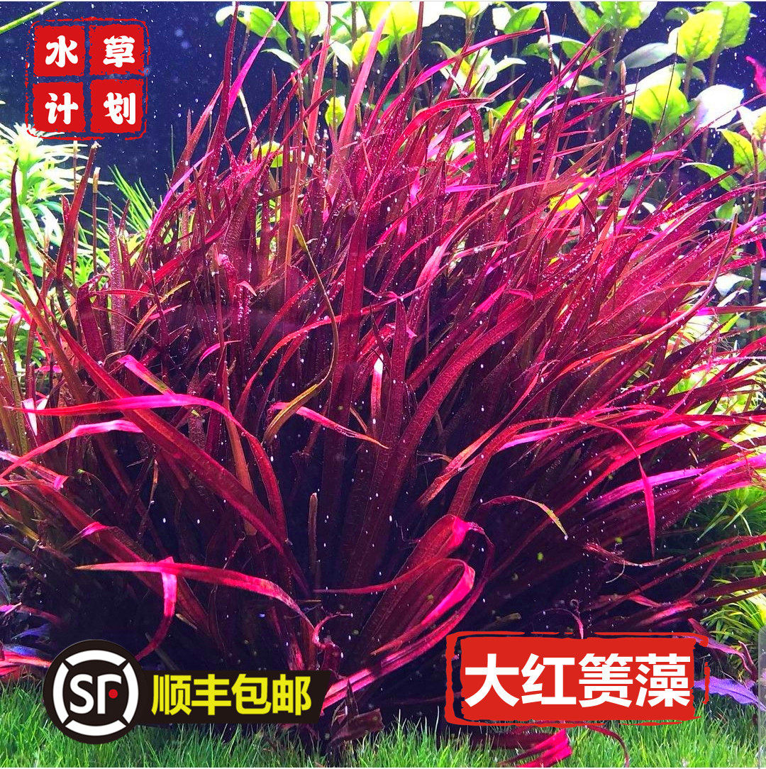 红自养水草后景ada阴性