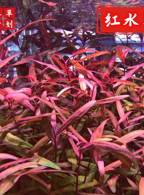 红水蓼ada 非紫艳柳 水下叶 中后景水草红色水草淡水