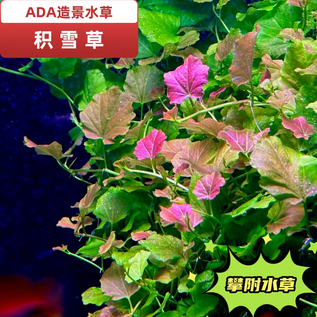 积雪草稀有水草攀附阴性草懒人水草草缸造景装饰天湖葵香香草淡水 - 实物图
