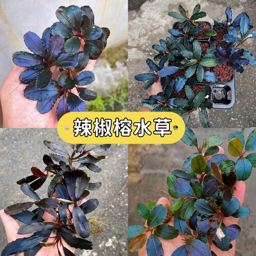 老货高端稀有辣椒榕阴性水草