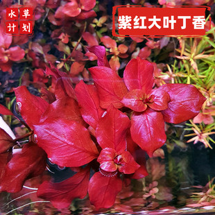 大叶丁香紫红玫瑰丹麦血草缸造景阳性红色稀有前中后景水草水下叶