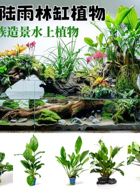 态微景观造景迷你蕨类小型植物生态瓶耐湿雨林缸水陆缸苔藓耐阴湿