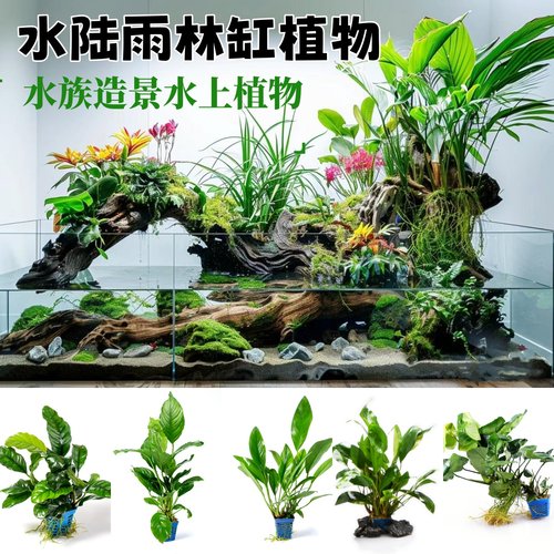 态微景观造景迷你蕨类小型植物生态瓶耐湿雨林缸水陆缸苔藓耐阴湿