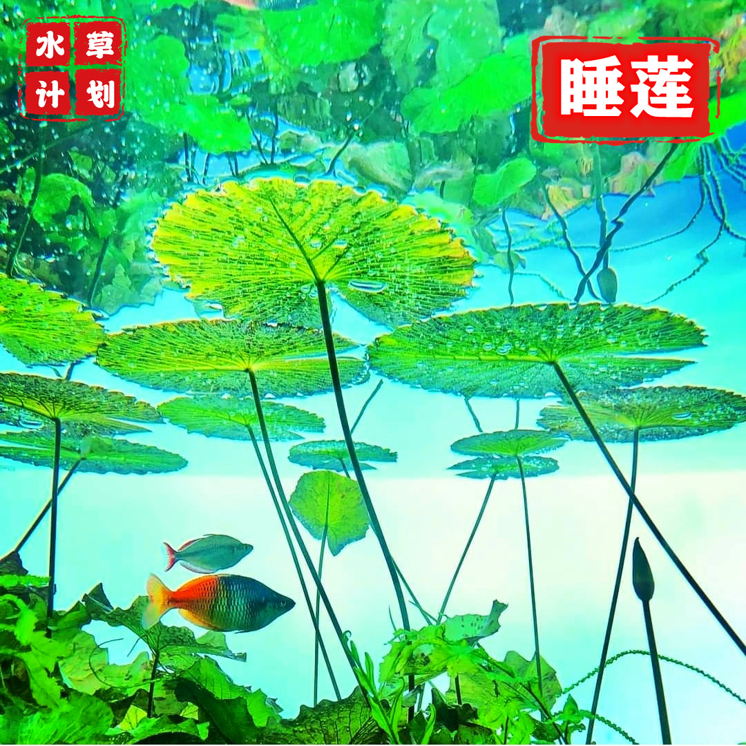 睡莲水草无需co2耐活买就送