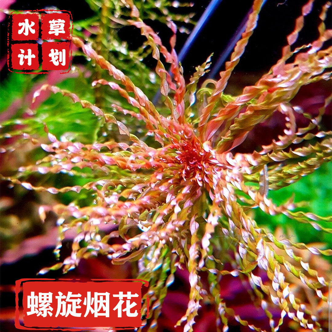 螺旋烟花ada稀有水草中后景水草草缸造景荷兰景水草自养水草淡水