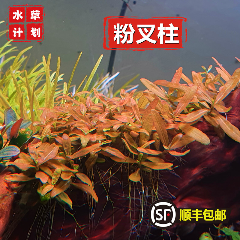 粉叉柱稀有水草棕叉柱花阿ADA水草鱼缸造景叉柱花水草