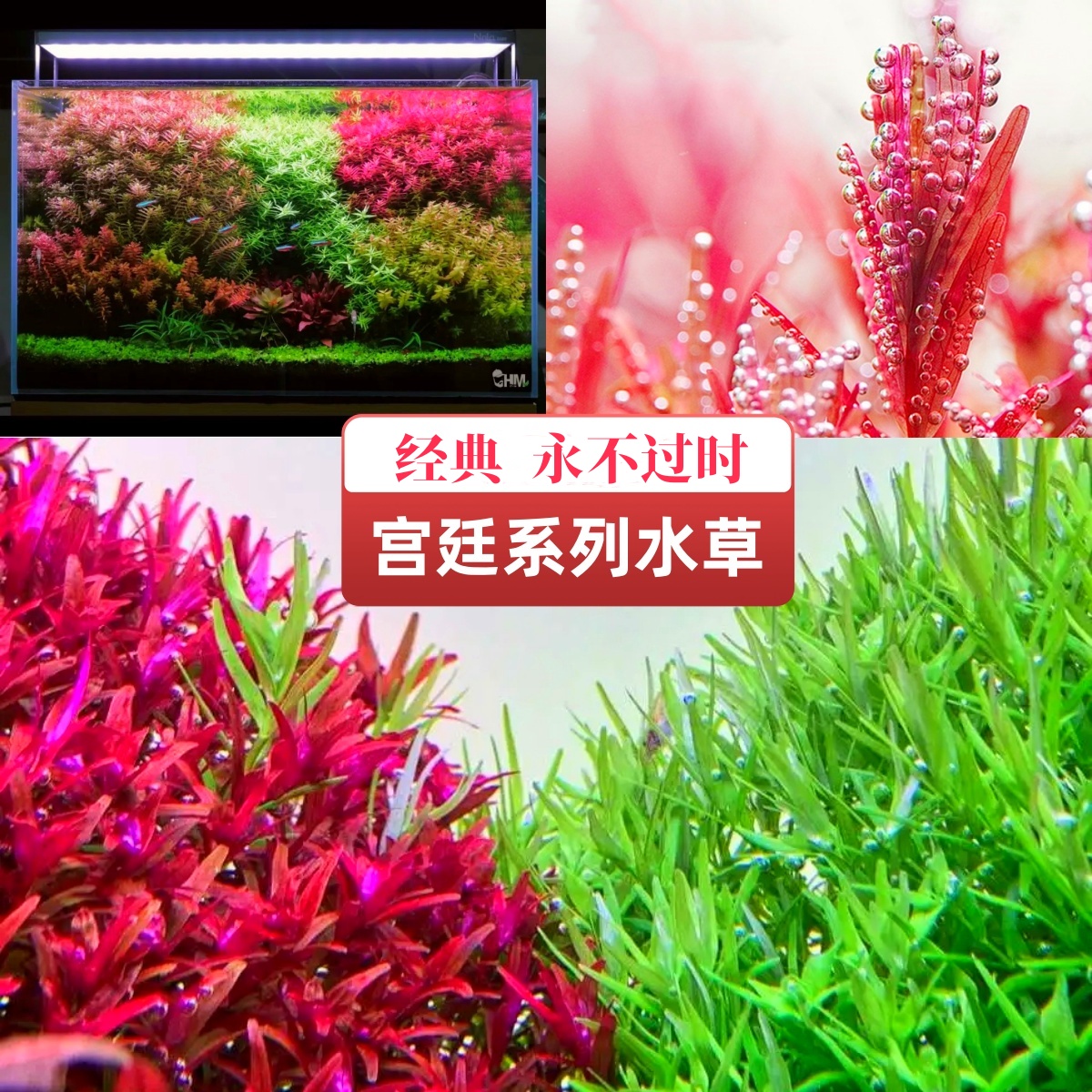 血宫廷绿宫廷水下叶阳性水草