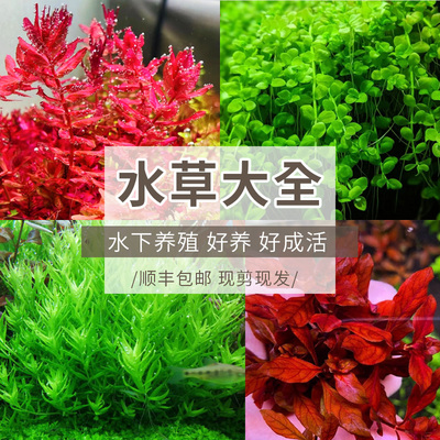 草缸水下叶水草荷兰景前中后景