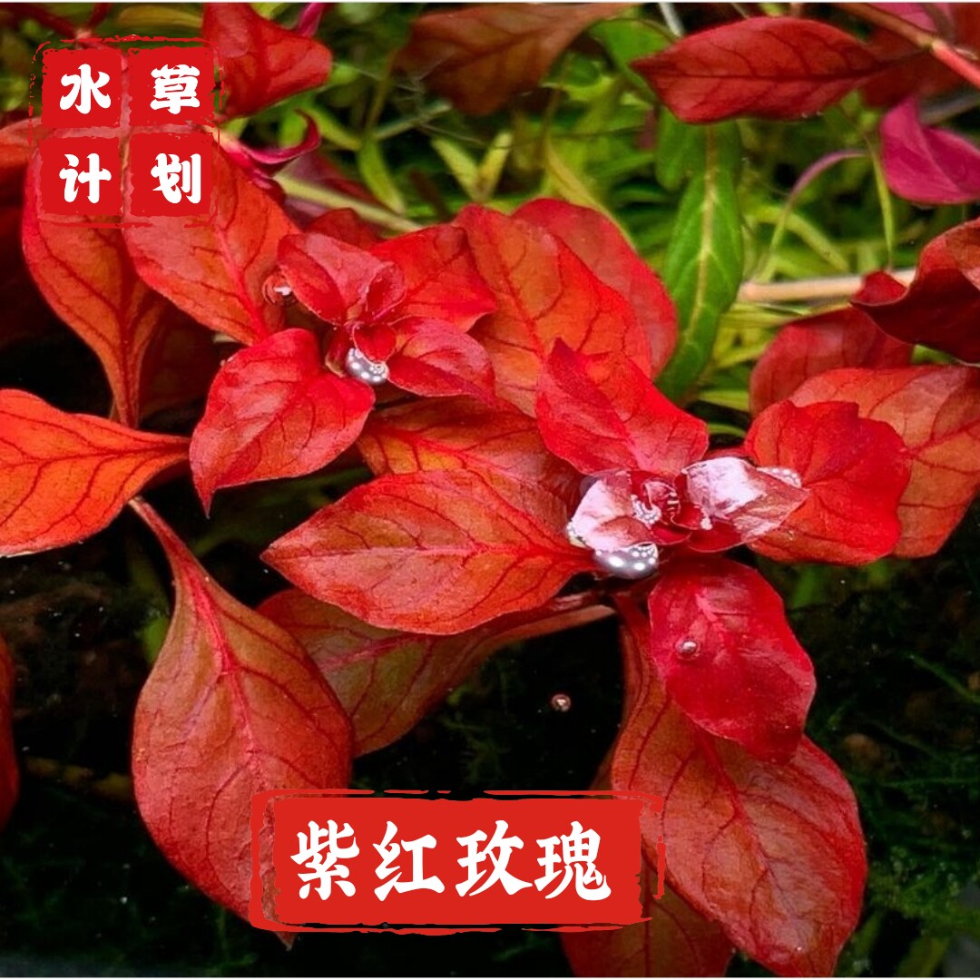 紫红玫瑰水草卵叶丁香鱼缸水草中后景自养水下叶懒人易养易活水草