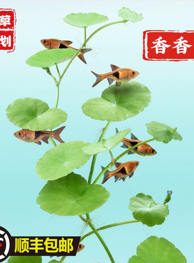 ADA香香草草缸前中后景造景水草鱼缸雨林水陆带根活体植物无需CO2