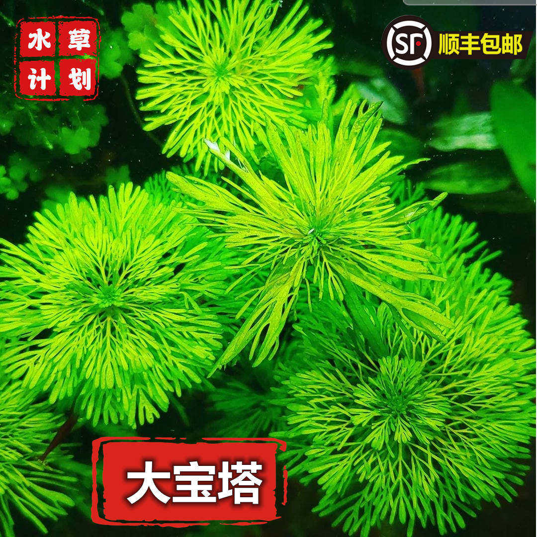 大宝塔水草新手入坑水草无需二氧化碳草缸造景后景草绿色生态缸草