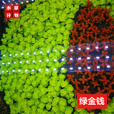 绿金钱水下叶中后景水草