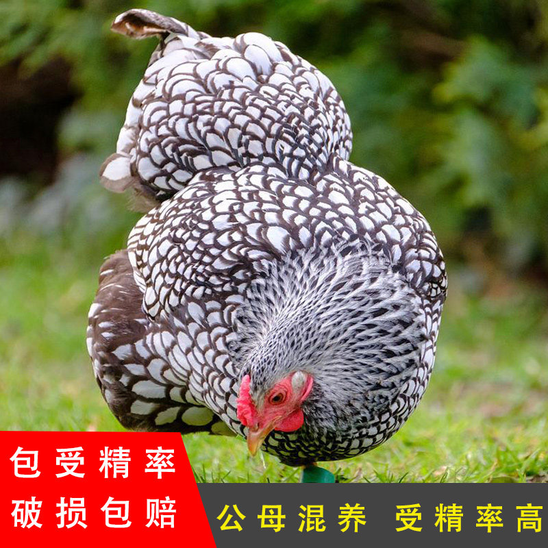 可孵化受精卵怀恩多特观赏鸡破损包赔怀特宠物鸡怀恩鸡种蛋受精蛋