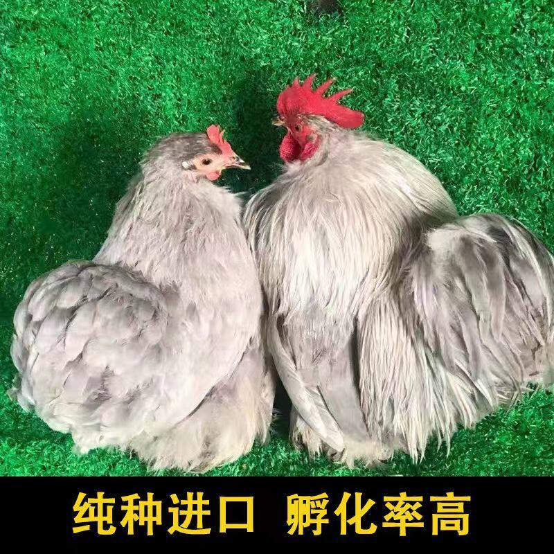 纯种薰衣草科钦球观赏鸡种蛋10枚新款宠物鸡观赏鸡可孵化受精鸡蛋