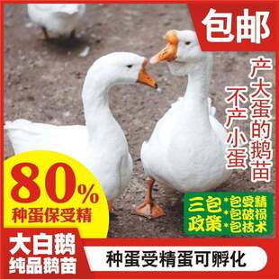 鹅蛋五龙豁眼鹅四季三花鹅种蛋受精蛋可孵化大型种蛋新鲜现捡