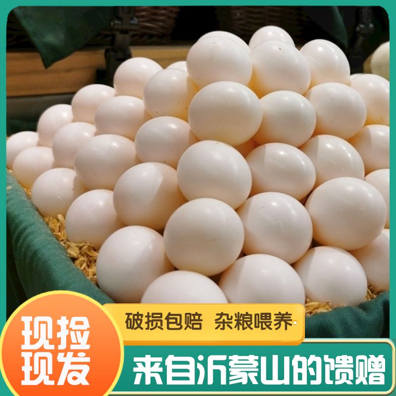 60枚正宗精选白信鸽蛋