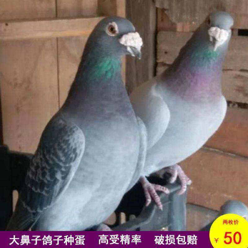受精鸽子蛋灰色大鼻子信鸽受精蛋鸽子种蛋可孵化观赏信鸽种蛋一对,宠物/宠物食品及用品,鸟,淘宝优惠券,粉丝福利购,淘宝优惠卷