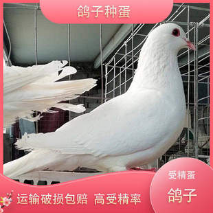 白羽王鸽子种蛋受精蛋可孵化的鸽子蛋元宝鸽灰王银王种蛋观赏鸽