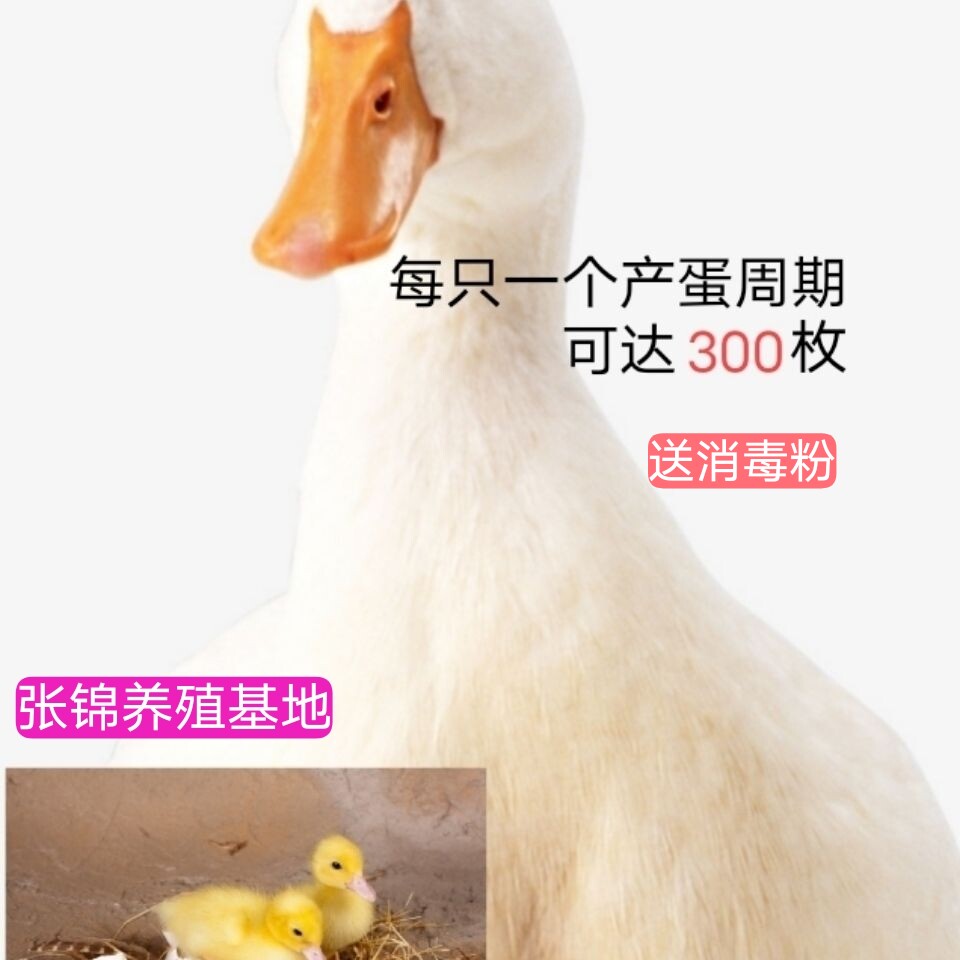 正宗樱桃谷种蛋北京大白宠物鸭蛋新鲜受精蛋可孵化番种蛋珍禽鸭种
