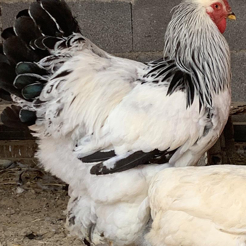 散养婆罗门鸡种蛋观赏鸡受精卵巨型受精蛋纯种大体正宗新鲜大型