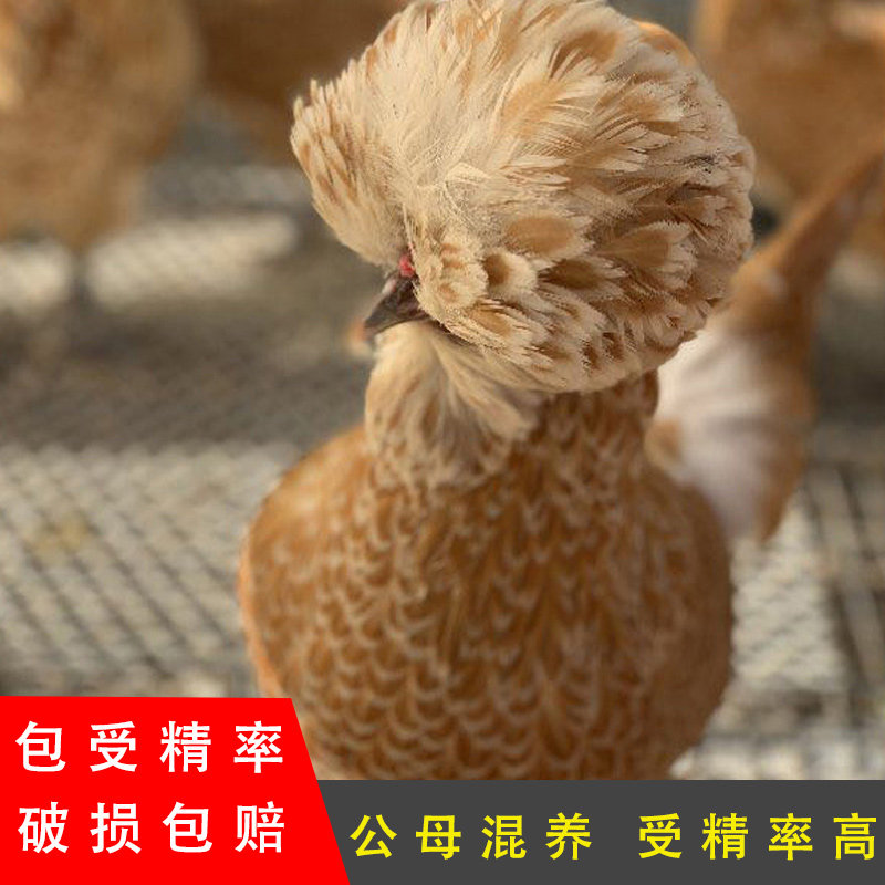 纯种凤头黄色帽子鸡种蛋受精蛋可孵化帽子鸡观赏鸡宠物鸡贵妇鸡