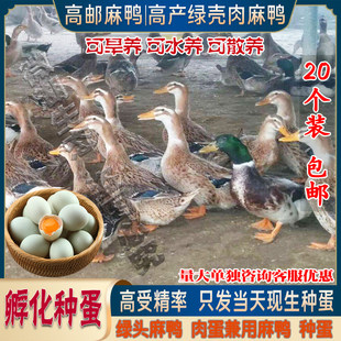 纯种绿头肉麻鸭受精卵可孵化种蛋柯尔宠物小黄鸭大种高产绿壳鸭蛋