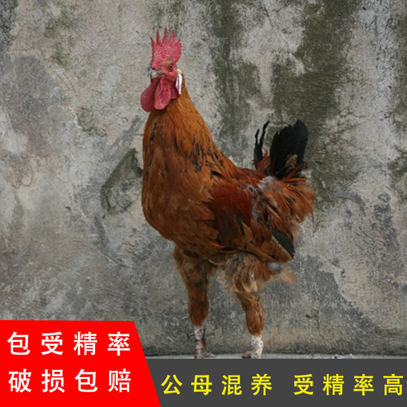 原种岩鹰鸡毛脚乌鸡蛋观赏受精蛋壮鸡无量山乌骨鸡种蛋云南大种