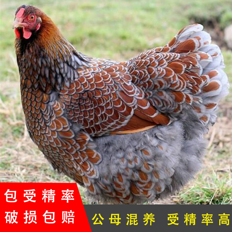 怀特宠物鸡怀恩多特观赏鸡种蛋受精卵可孵化受精鸡蛋进口观赏鸡