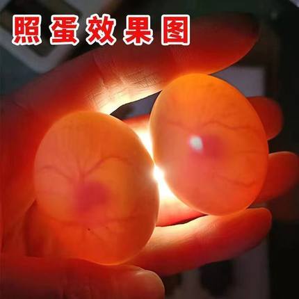 鸽子蛋受精可孵化圆环元宝鸽大体种蛋鸟蛋纯种落地王观赏鸽受精蛋