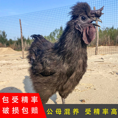 丝羽黑凤乌鸡种蛋受精蛋可孵化小鸡下产蛋五黑土鸡泰和乌骨鸡30枚