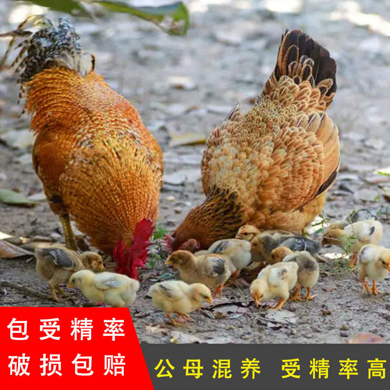 土鸡蛋黄郎鸡黄郎寿鸡湘黄鸡种蛋受精蛋笨鸡草鸡纯种高产肉鸡新鲜